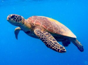 Tortue verte
